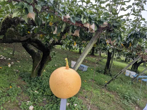 B4の一部で梨狩り🍐に行ってきた